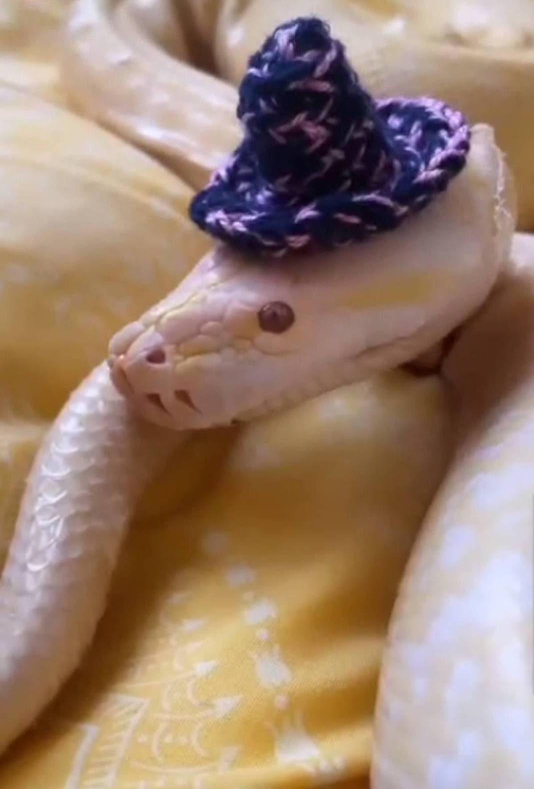 'Sanırım beni yeme hayali kuruyor' paylaşımı sonrası genç kadından şok haber! Eve giren yetkililer küçük dilini yuttu 9